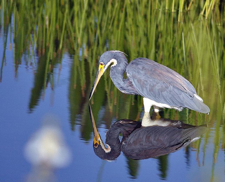 tri-color heron.JPG