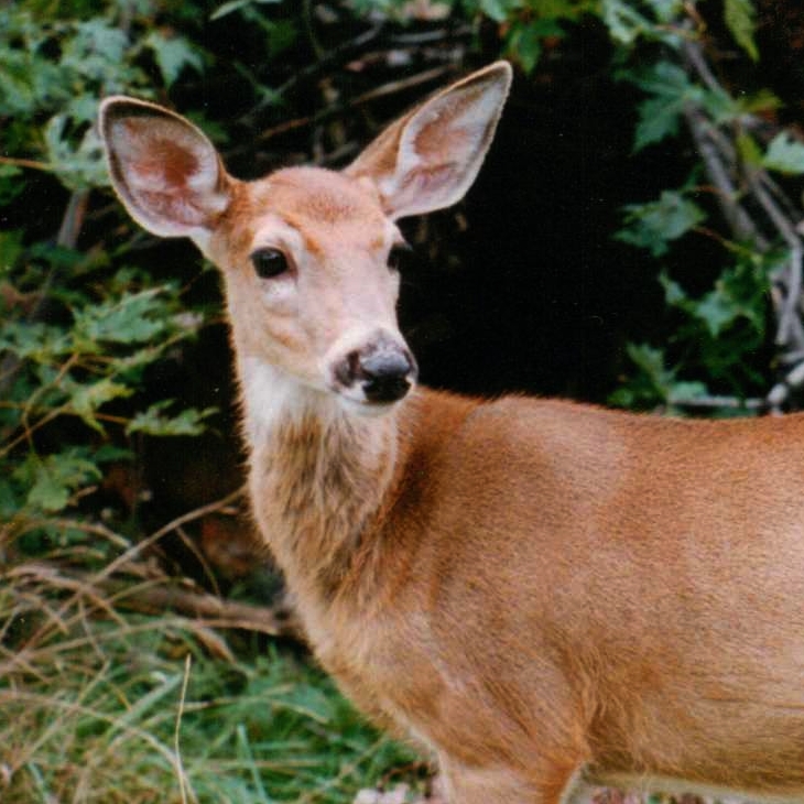 Teenage fawn.jpg
