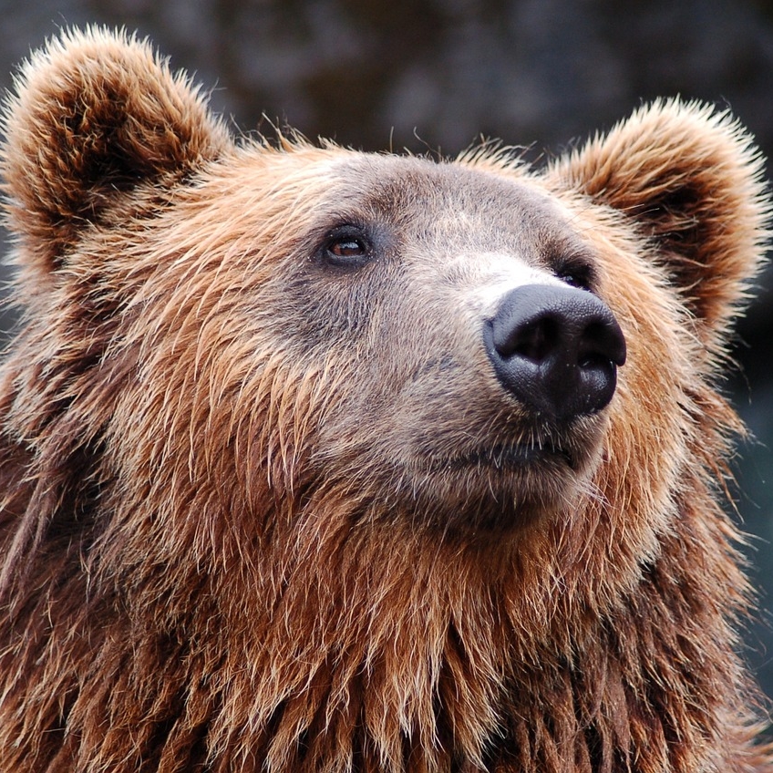 animal-1283347_1280.jpg