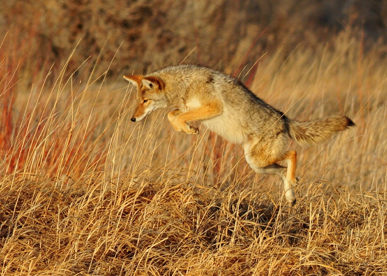 coyote-931142_1280.jpg